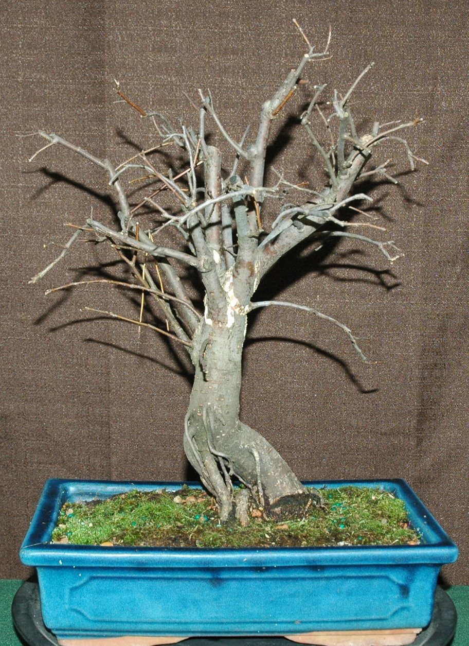 For Sale … Item #: DB-1715-AE... - Quattlebaum Bonsai Nursery | Facebook