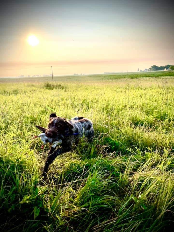 wheatland-kennels