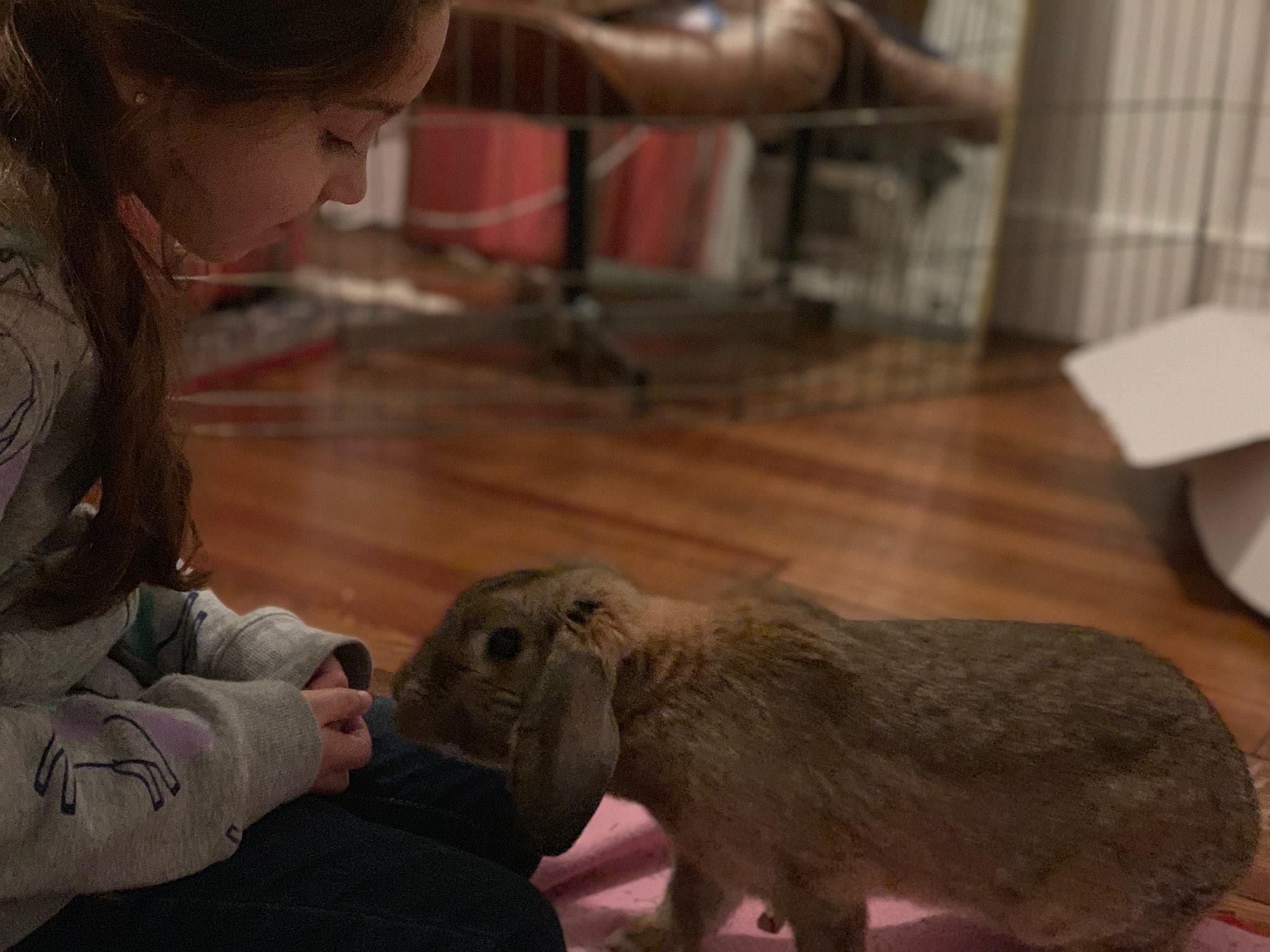 Our sweet Joe saw the vet for... - All About Rabbits Rescue
