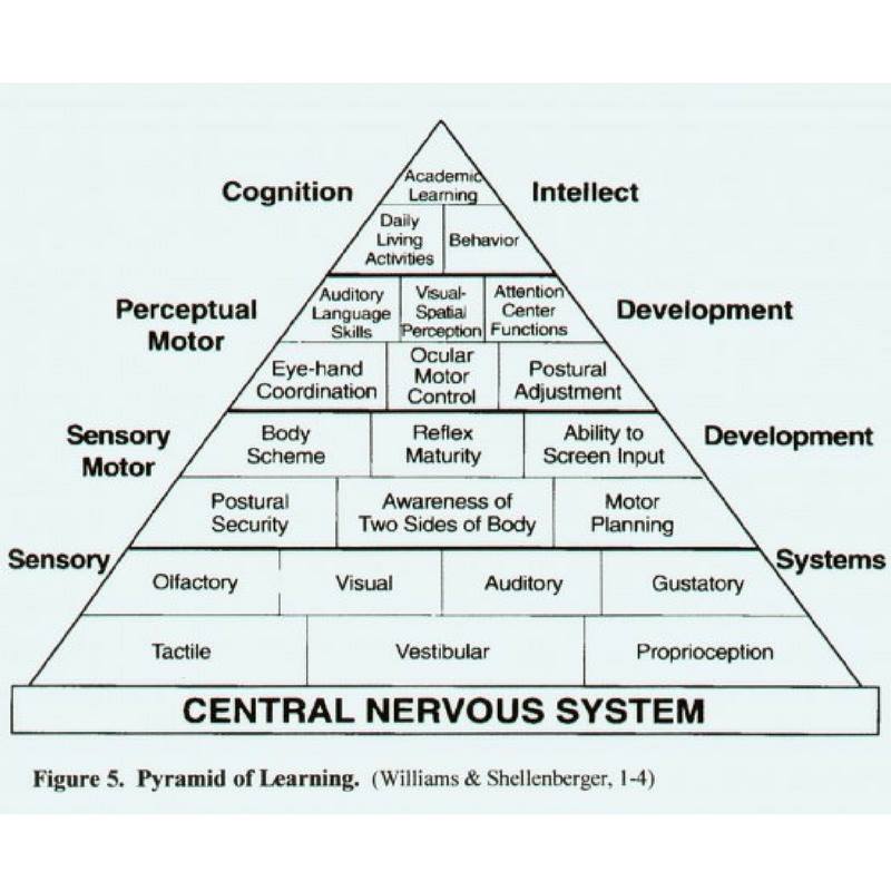 HOW THE SENSORY SYSTEM... - Integrated Learning Strategies | Facebook
