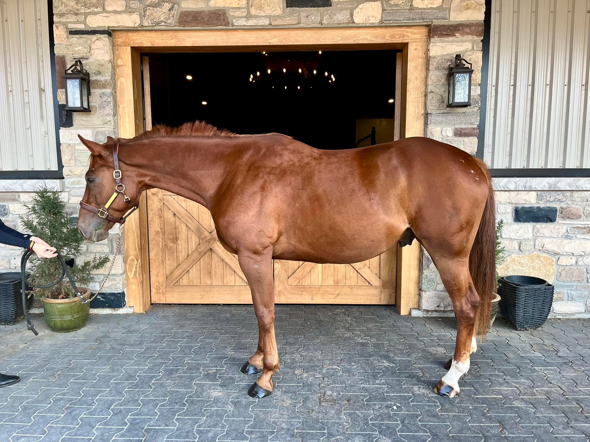 ここ⭐︎ Sailing red dragon Drago is a 5 year old 15.3 hand registered