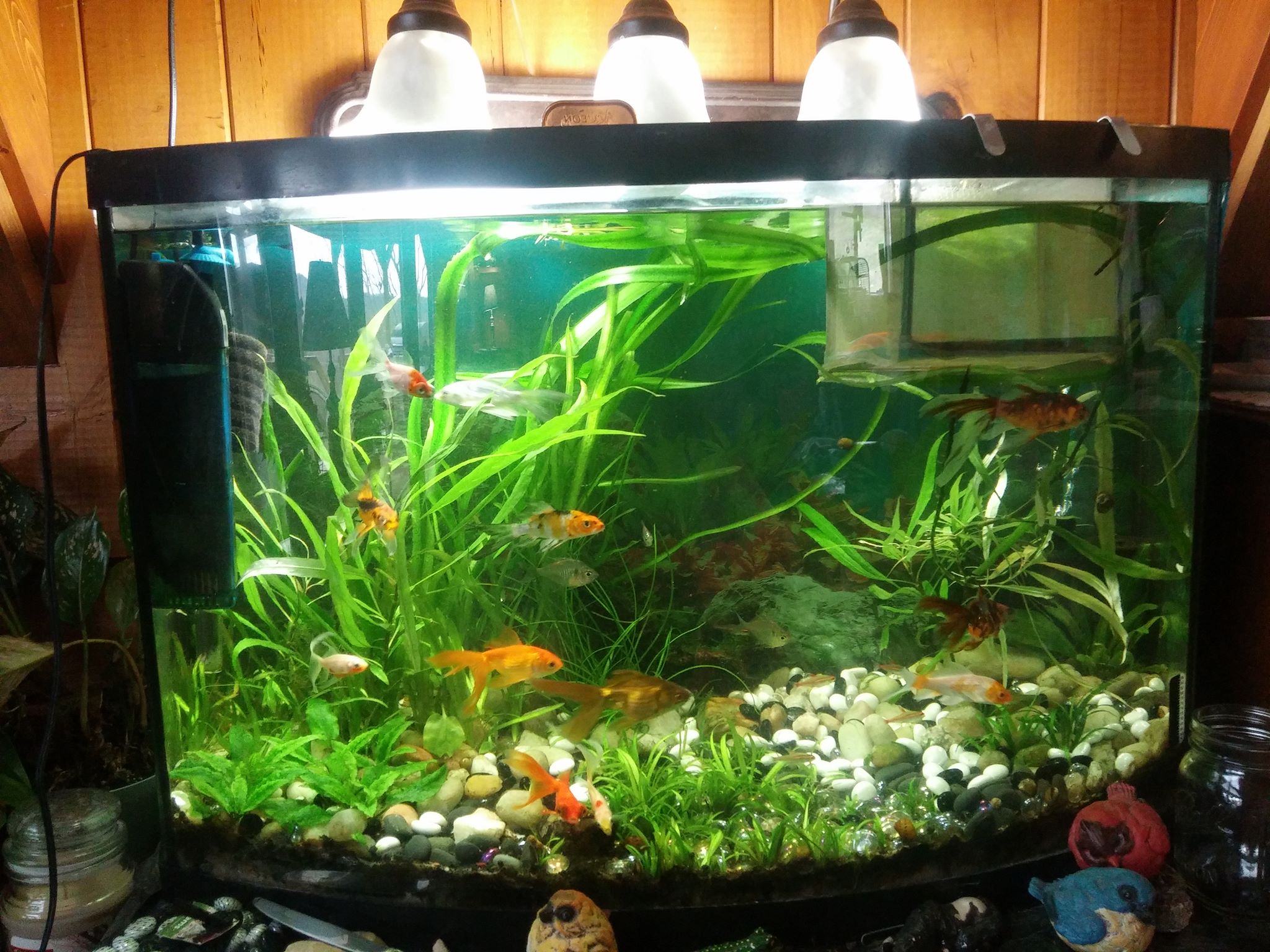 Our goldfish tank. Set up 2... - Lake Meadow Farm and Stables