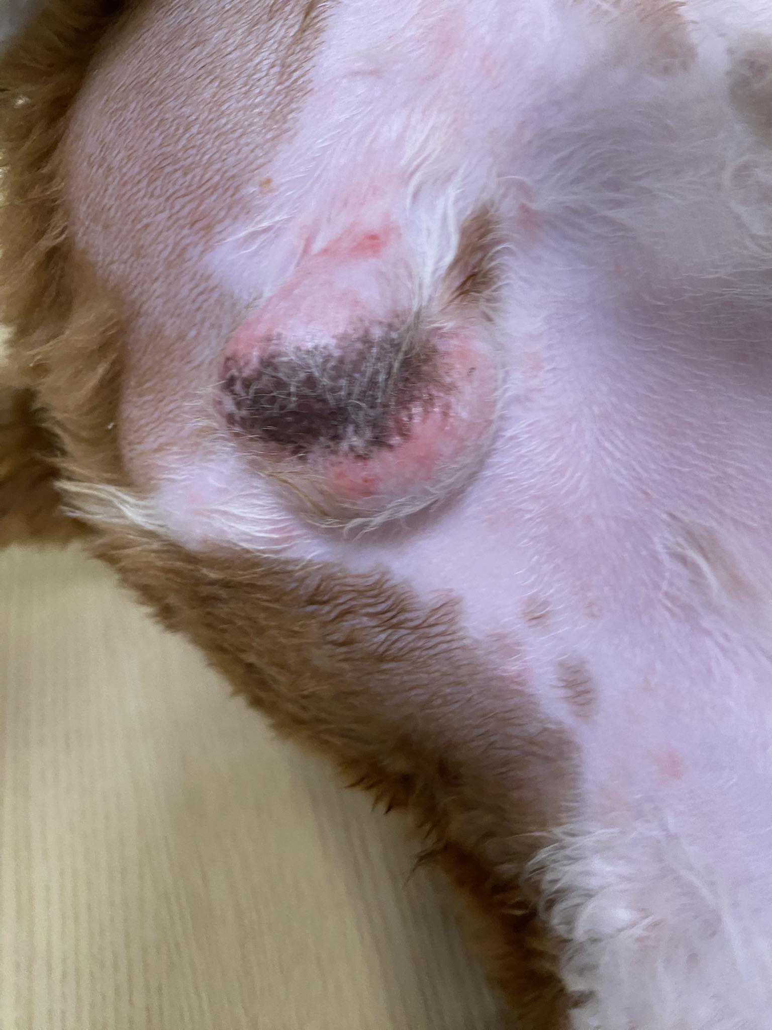 Dog skin issue with black spot and redness?