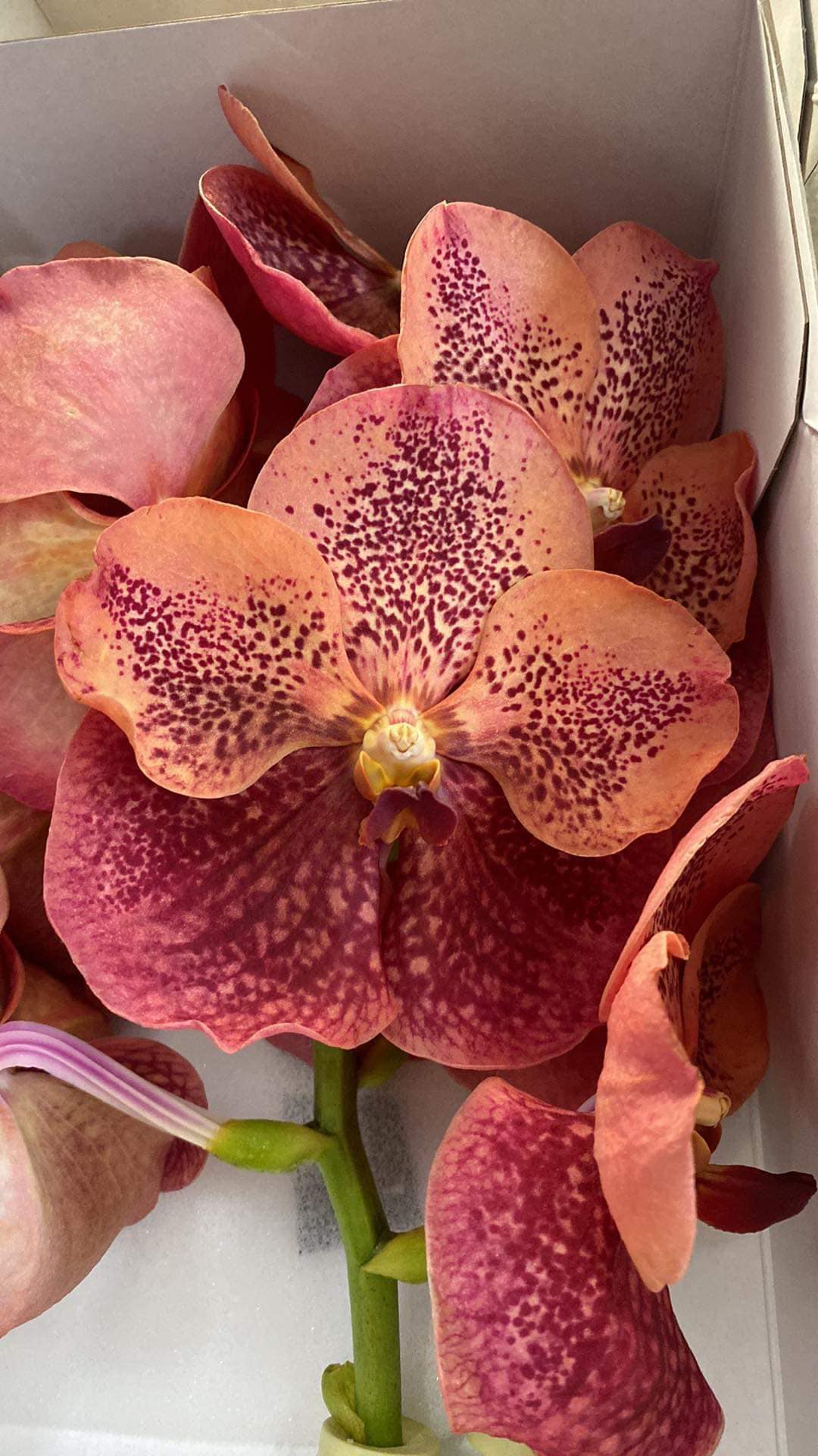 Flora Express
