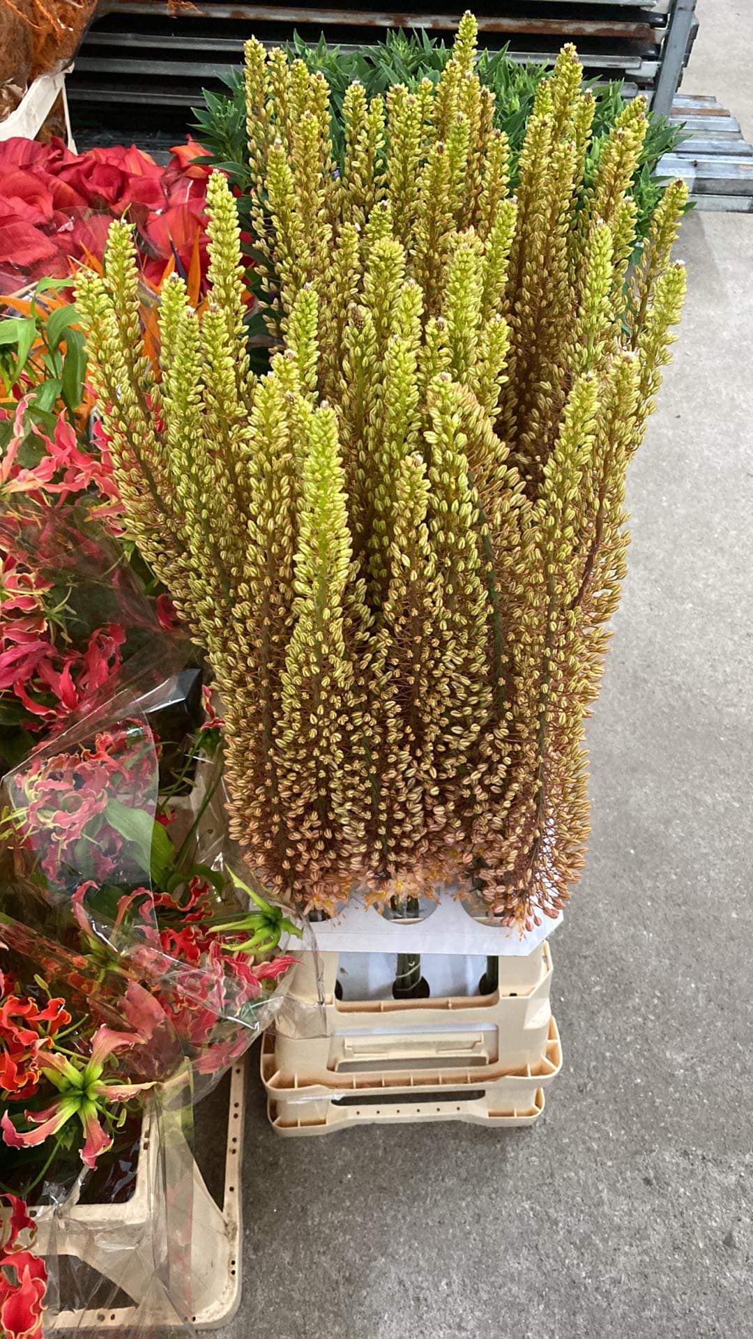 Flora Express