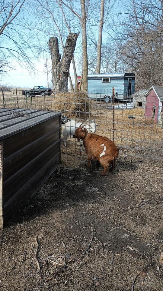 Timberline Ranch Trail rides and horse rescue | Detroit Lakes MN