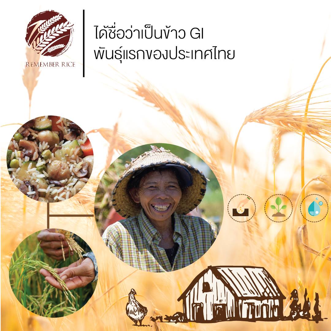 ข้าวสังข์หยด ข้าวไรซ์เบอรี่ Remember Rice - Home