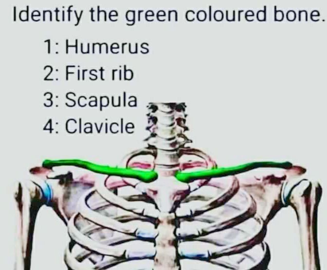 Human Anatomy Group | Identify the green coloured bone | Facebook