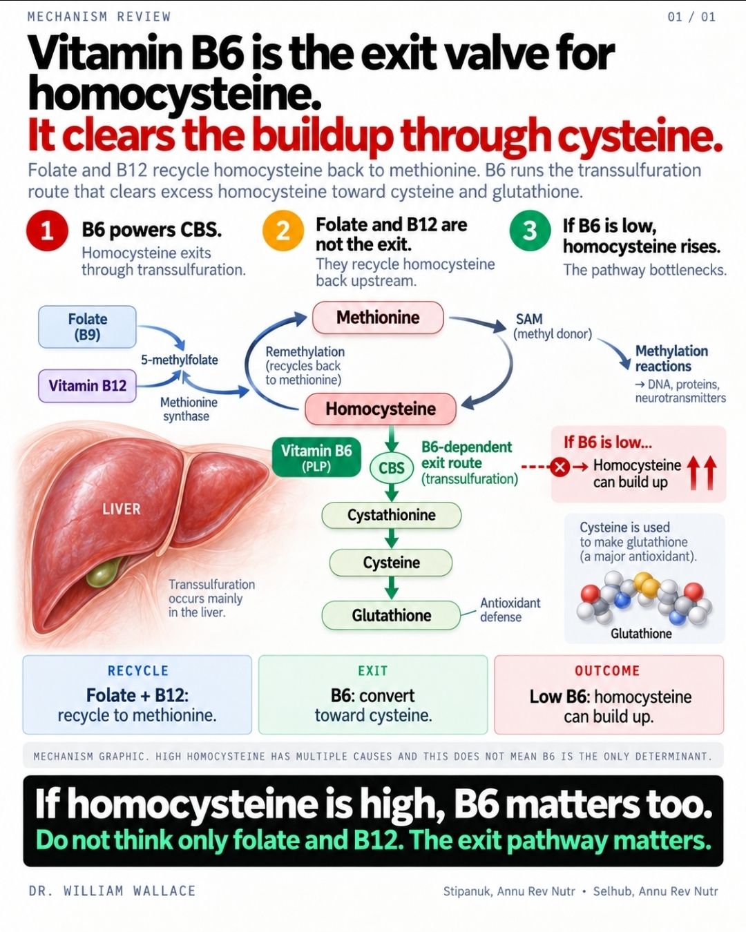 glutathione that does not lower b12 levels Homocysteine is usually discussed as a folate-and-B12 problem. leaves out the other major route the molecule can take. Folate and participate in remethylation, which recycles homocysteine back into methionine. The Sciencell Oxidative Stress Assay
