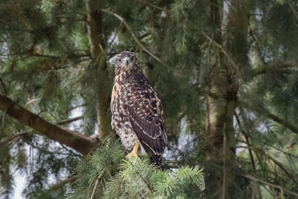 Turtle Ridge Wildlife Center | Lyons OR