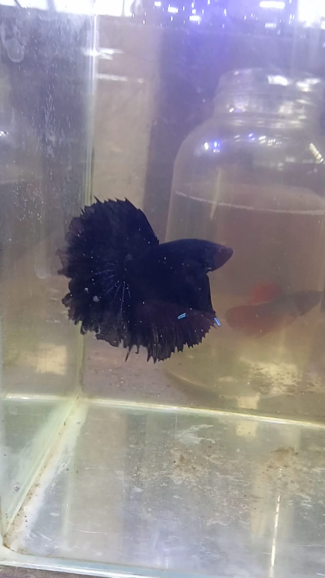 Bennote Betta fish | Cebu City