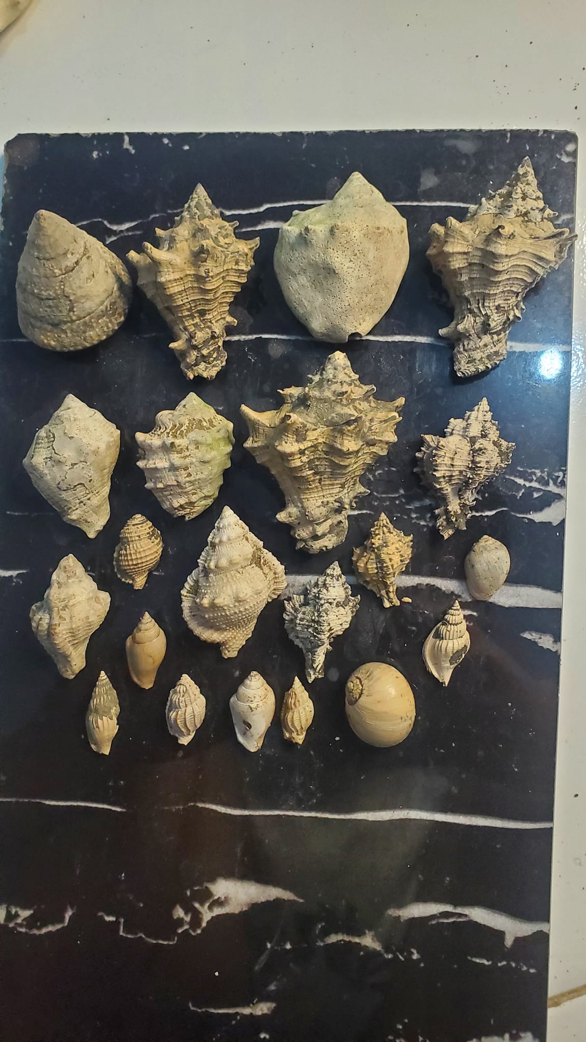 Various Fossil sea shells from West Java, Indonesia✨️✨️✨️
