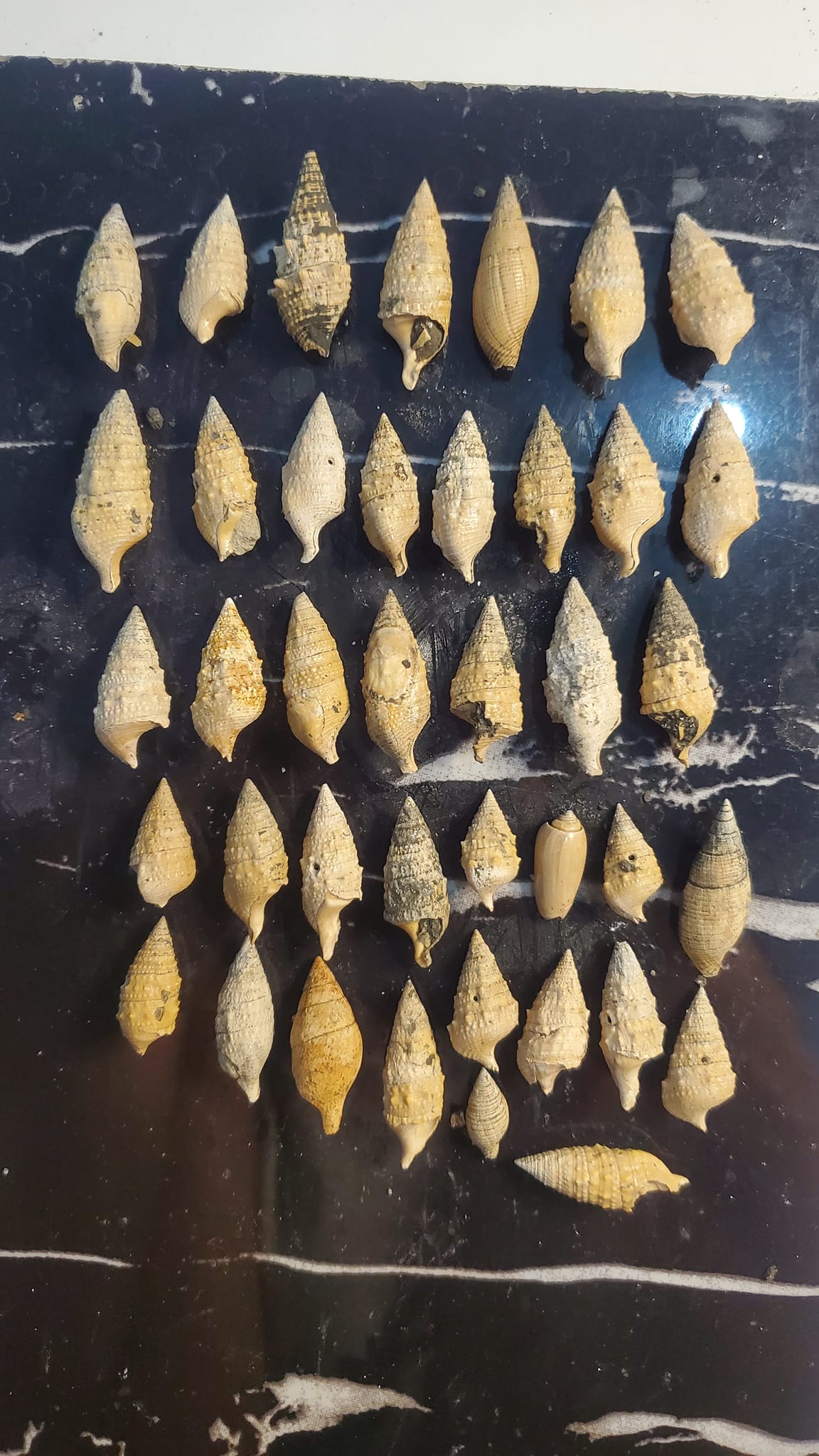 Various Fossil sea shells from West Java, Indonesia✨️✨️✨️