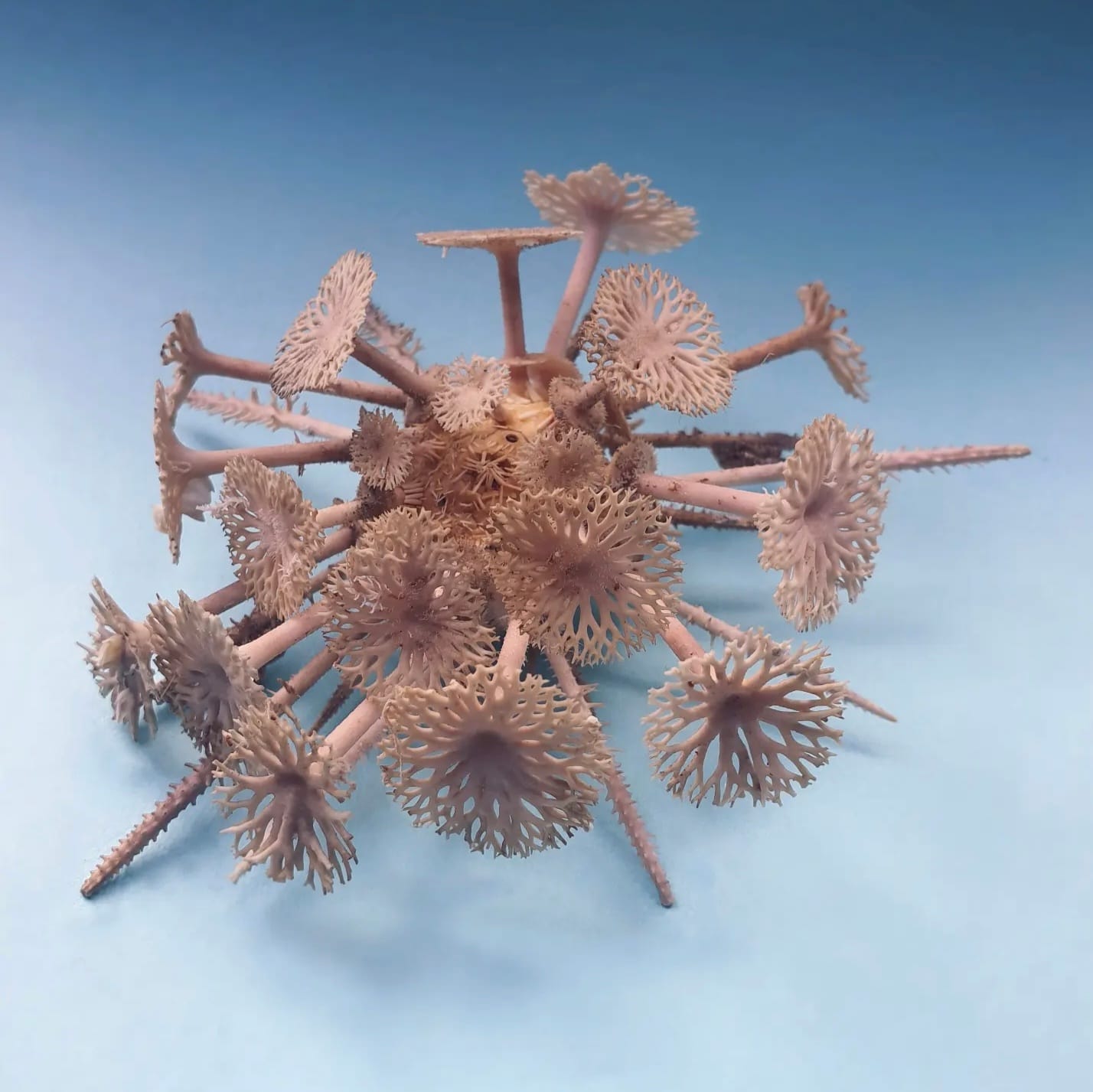 Goniocidaris spinosa　ウニ　標本 Goniocidaris spinosa ウニ 標本 WoRMS - World Register of Marine
