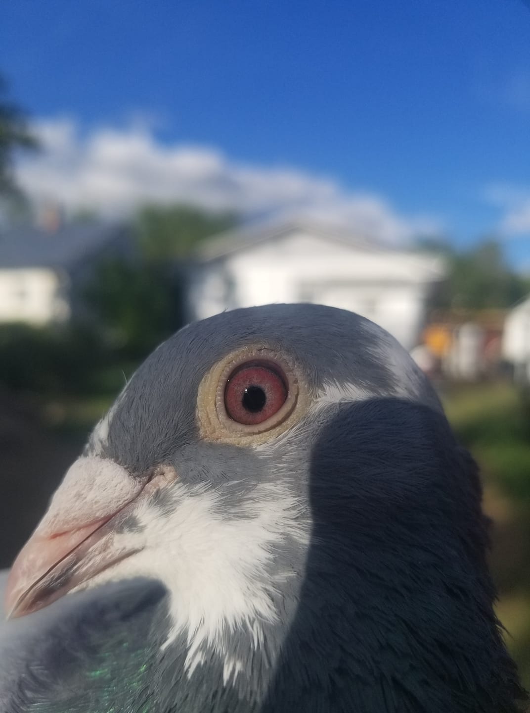 Saskatchewan and Central Canada Racing Pigeons | Rockglen SK