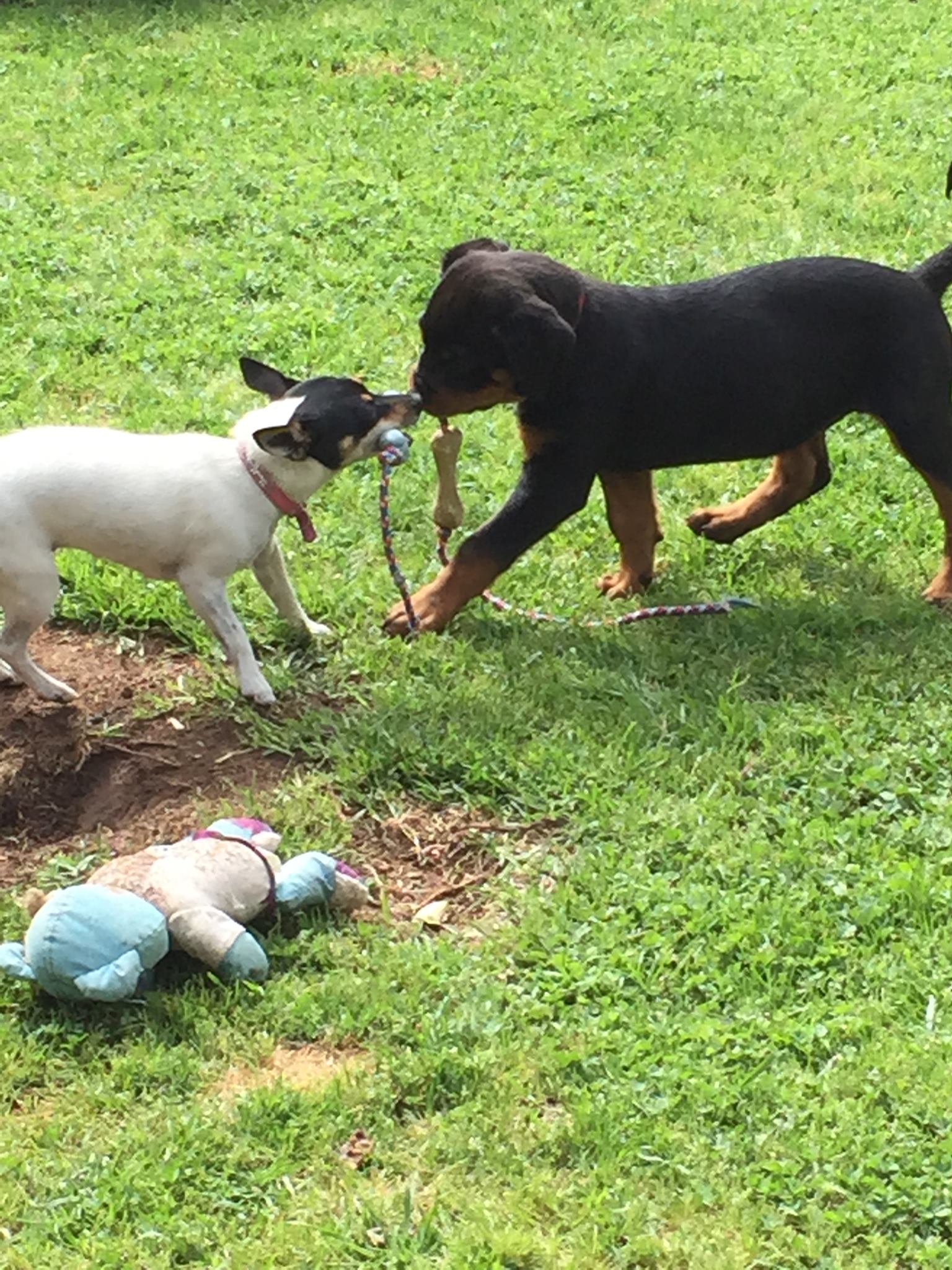 Swaggerhause Rottweilers and Berani Miniature Fox Terriers BIN ...