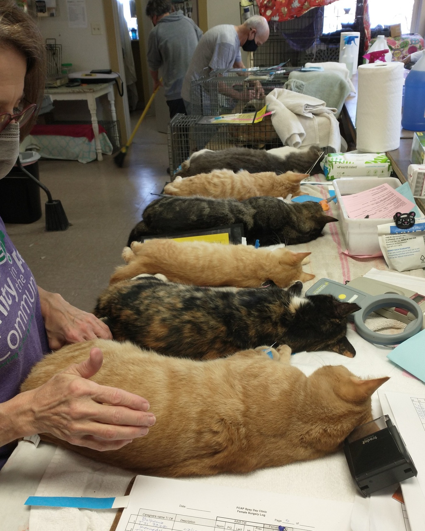 📖𝐎𝐮𝐫 𝐁𝐀𝐂𝐊 𝐓𝐎 𝐁𝐀𝐒𝐈𝐂𝐒 𝐒𝐄𝐑𝐈𝐄𝐒: 𝐈𝐧𝐬𝐢𝐝𝐞 𝐚... - Stray Cat Project | Facebook