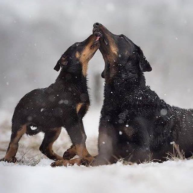 Beauceron, Bas rouge, berger de beauce