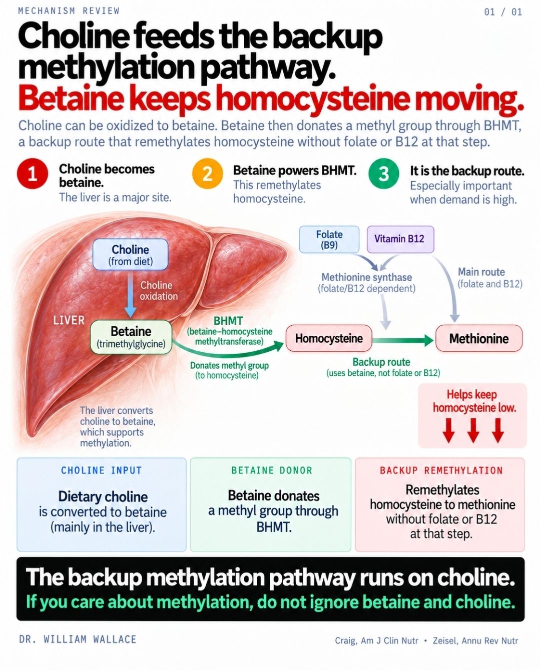 The methylation cycle has more than one way to recycle homocysteine. The best-known route uses folate, vitamin B12, and methionine synthase. But primarily in the liver and kidney, there is another pathway
