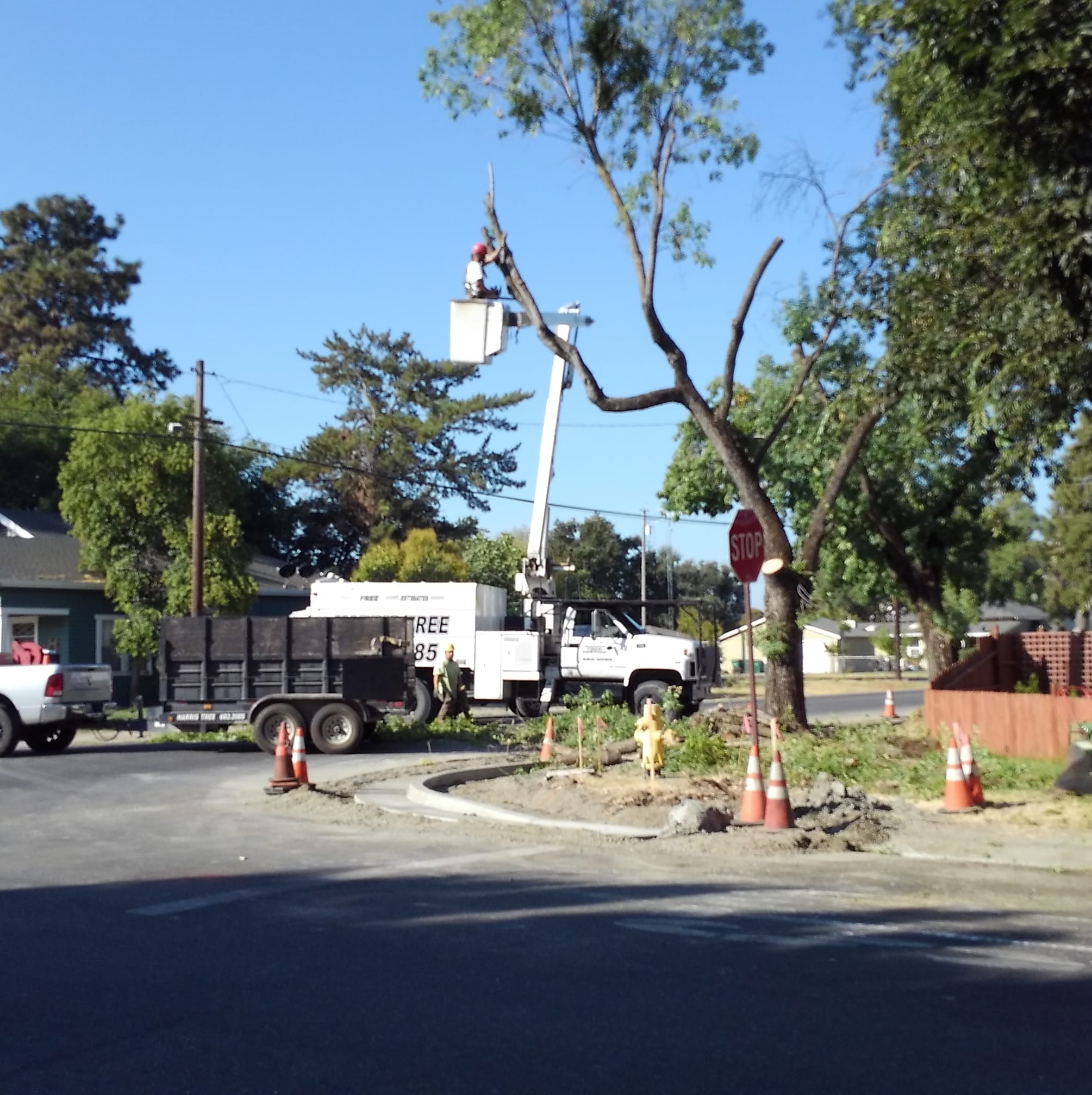 Harris Tree Service | Gridley CA