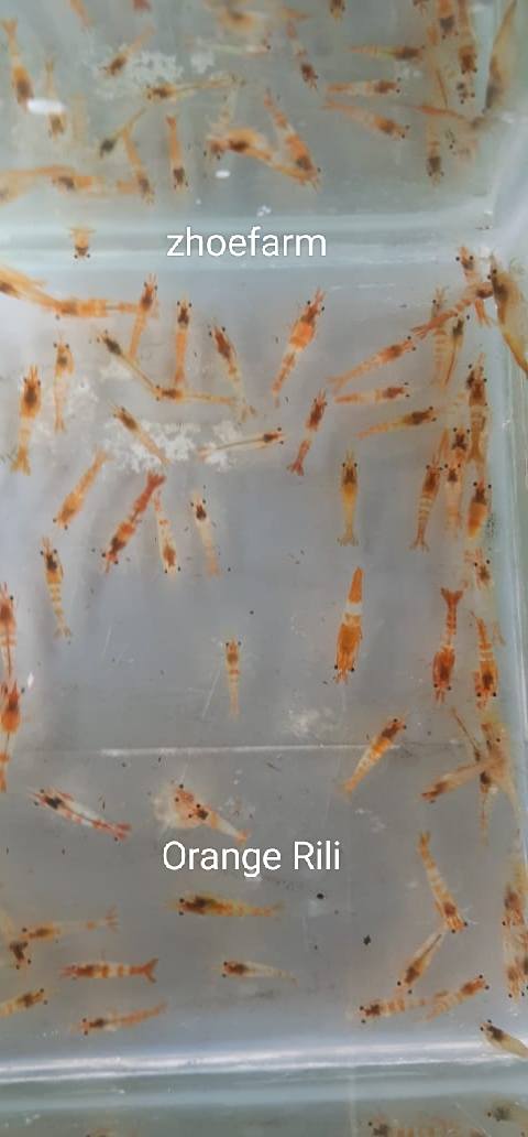 Philippines Transhipping by JBG | Aquascape Ornamental Shrimp Neo ...