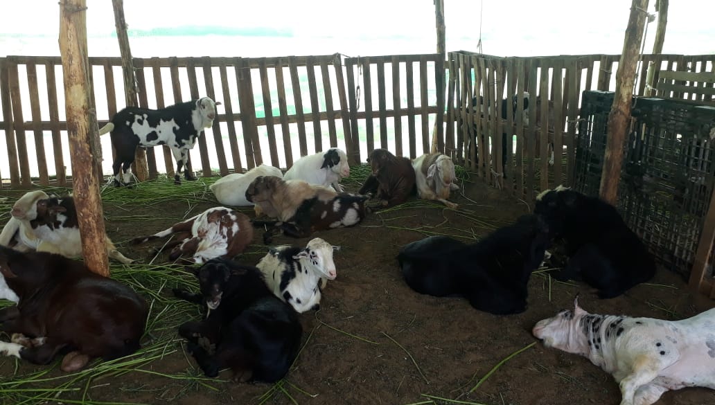 Al Rehman UMER GOAT FARM