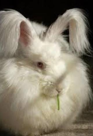 Tank Rabbit Farming