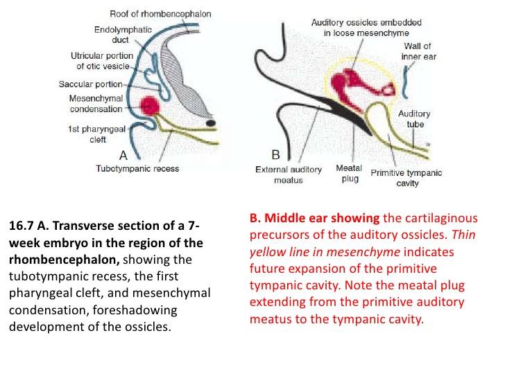 Embryology : Study