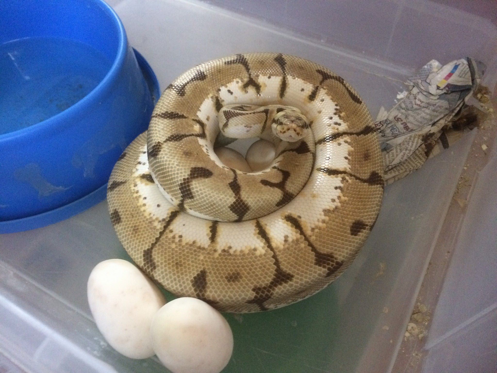 Chef Snake - มันช่างเป็นวันดีจริงๆ มาเพิ่มอีก2...