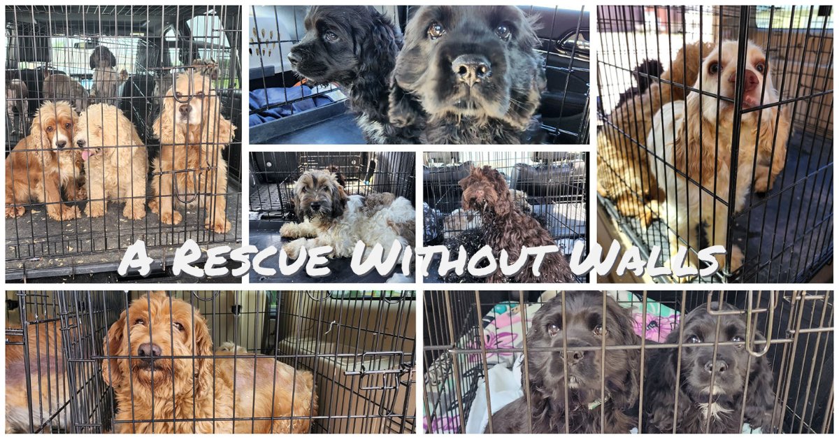 Freedom Ride Animal Rescue | Monmouth IL