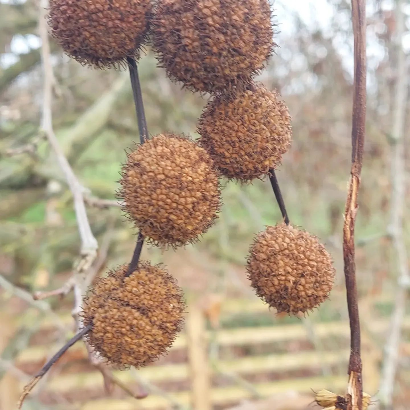 Never seen this before. What tree do this “Pom poms” belong to?
