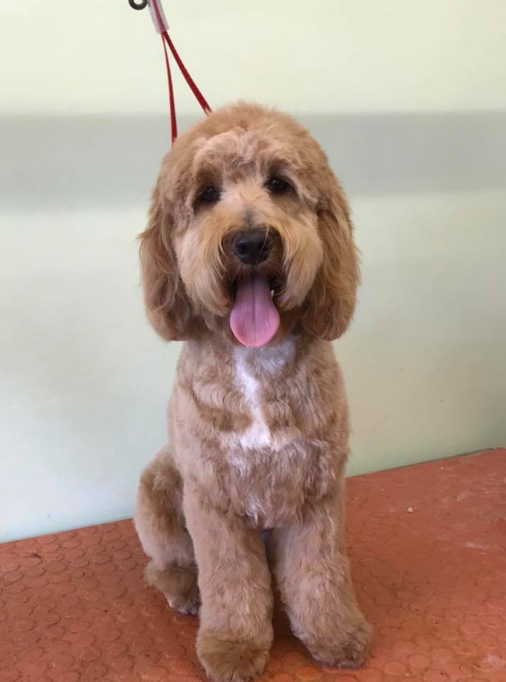 The Grooming Parlour Pet Groomer Doncaster 34 Reviews 133
