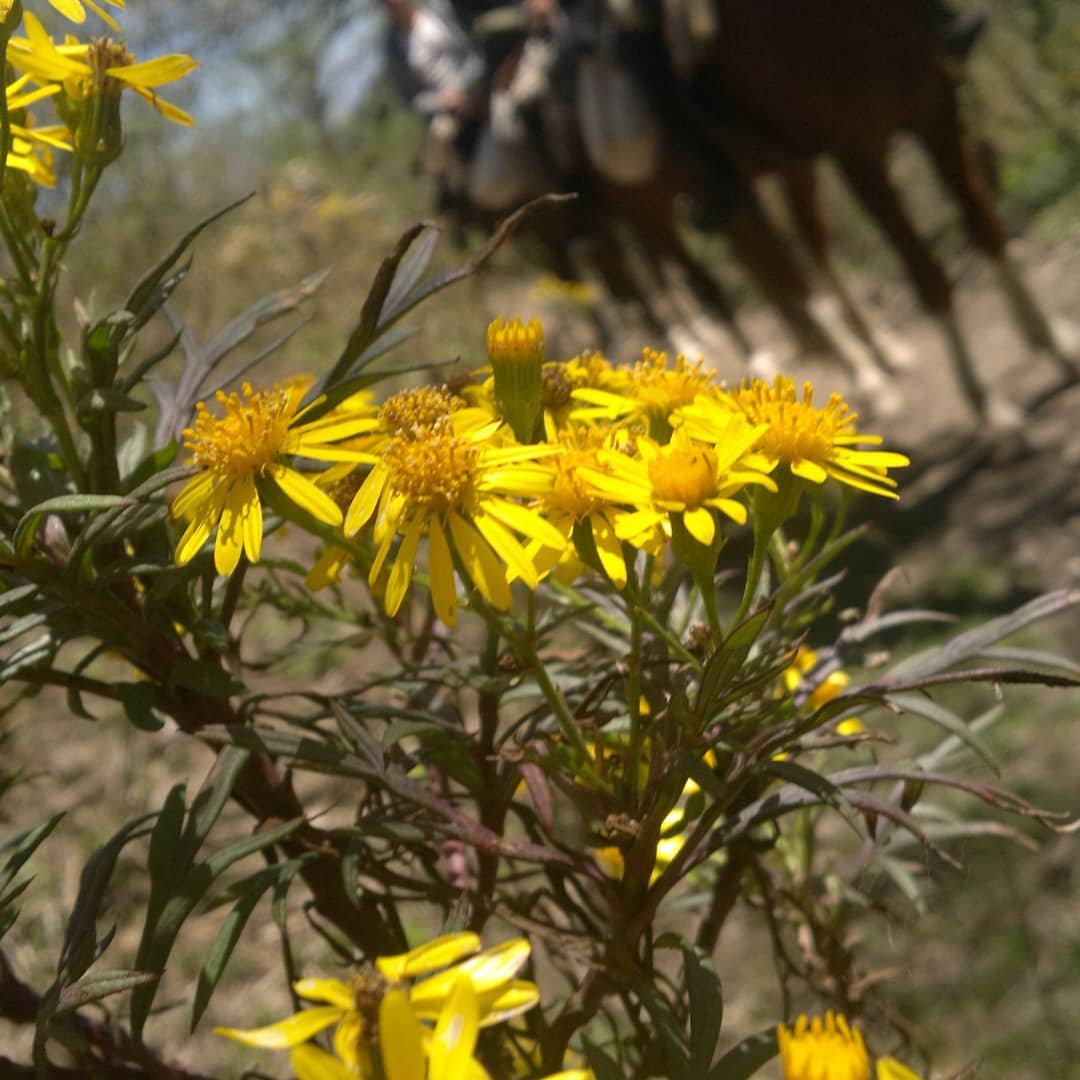La flora... - Cabalgatas - Trekking Cabra Horco Expediciones