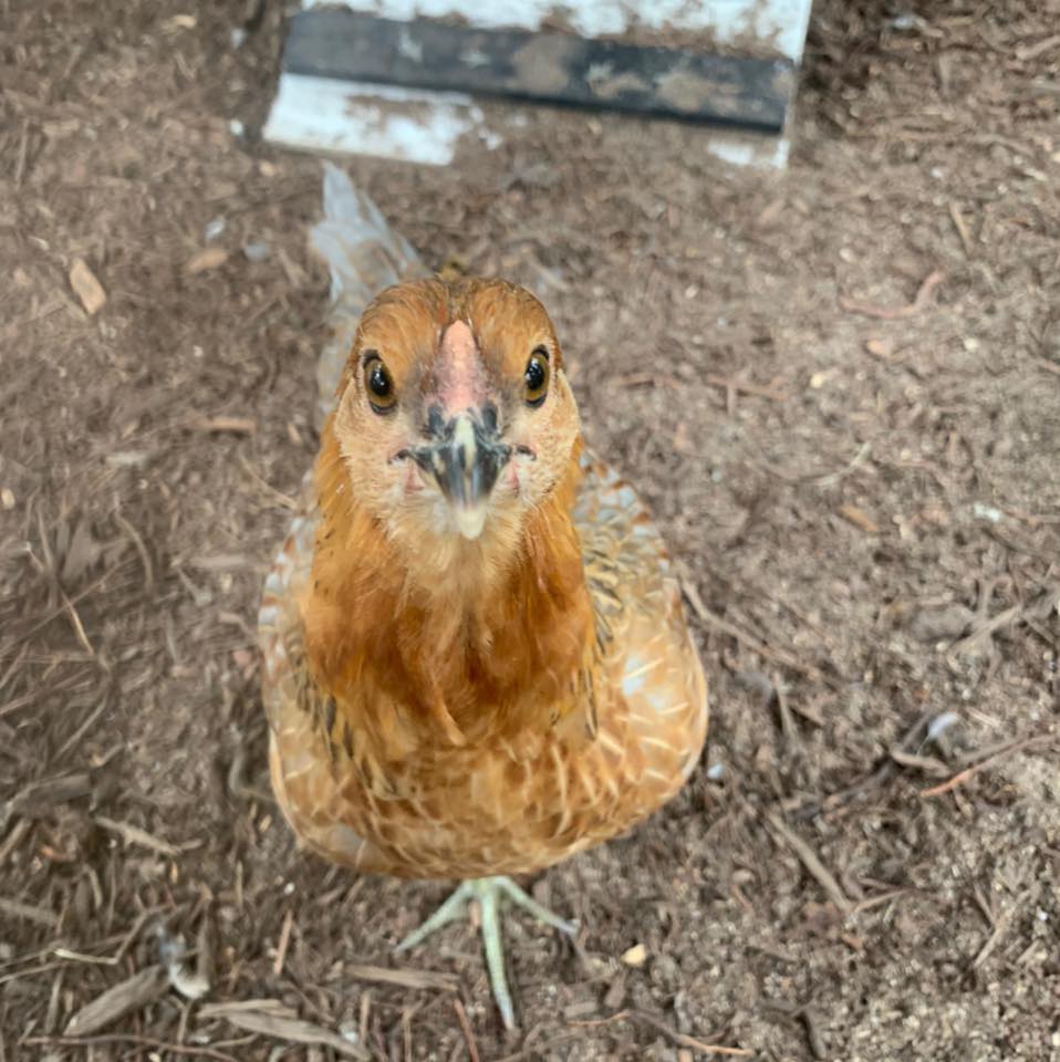 Chicks R Us Magnolia... - Chicks R Us Magnolia Hatchery