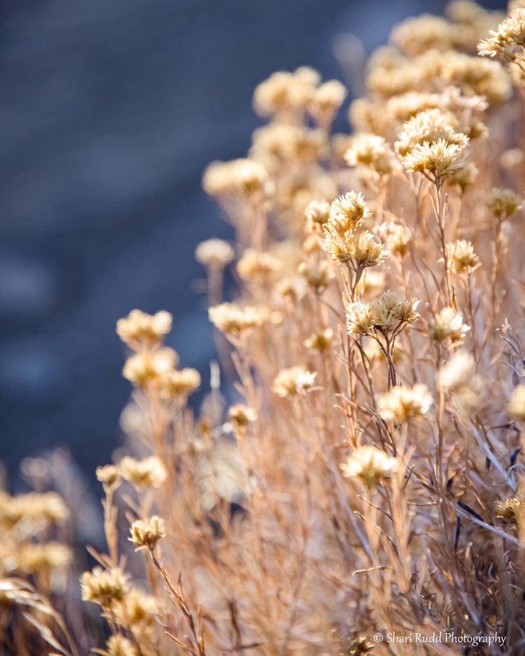 Shari Rudd Photography