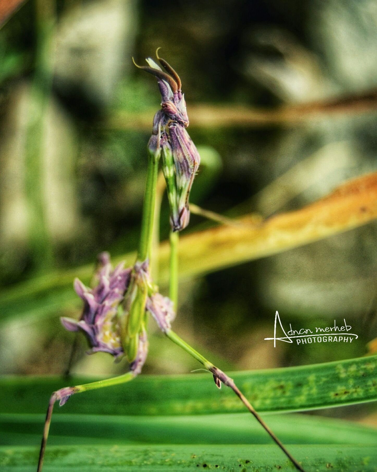 Adnan - Colorfull and rare insect 😍 Name : Empusidae family : Mantodea ...