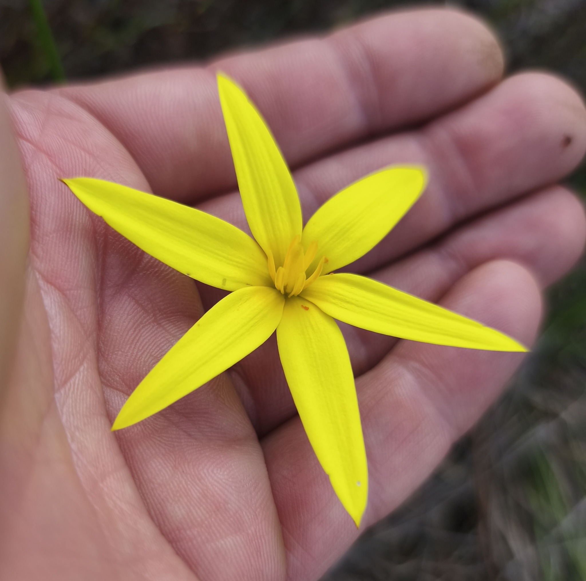 Pauridia capensis cape bulb description