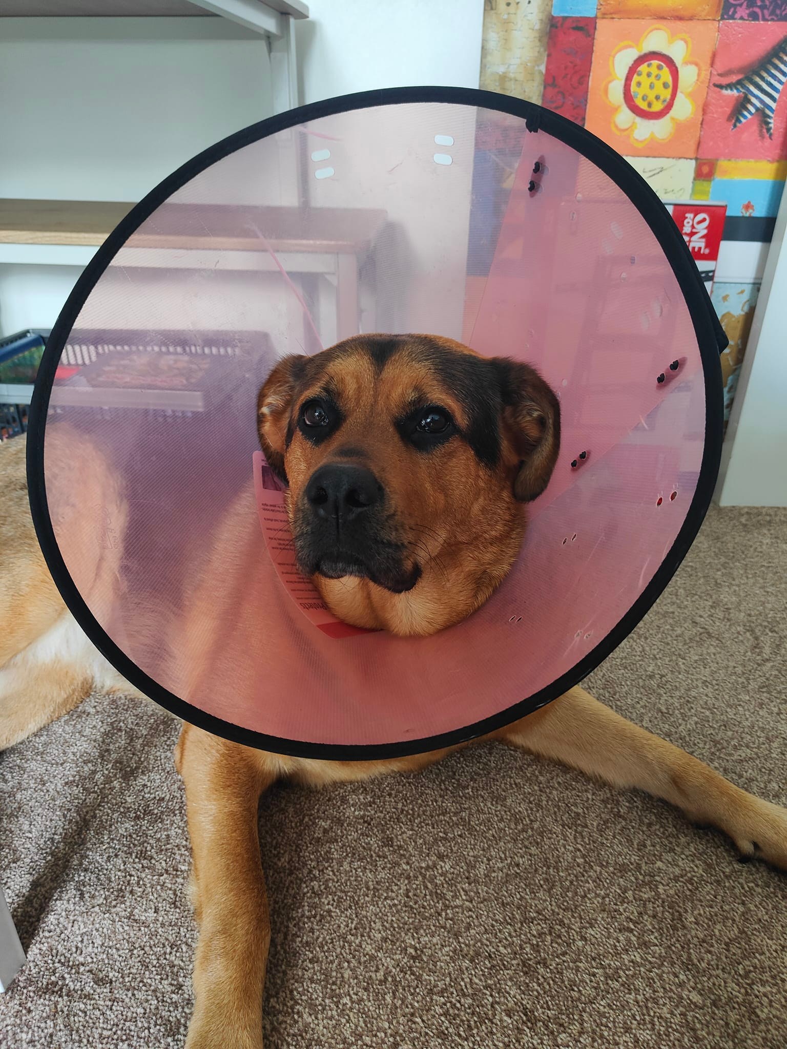 Just a picture of my dog looking like a lampshade, If you're