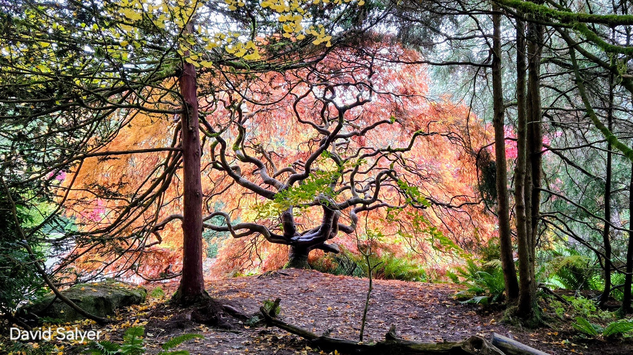 Beautiful tree at the Kubota Garden.