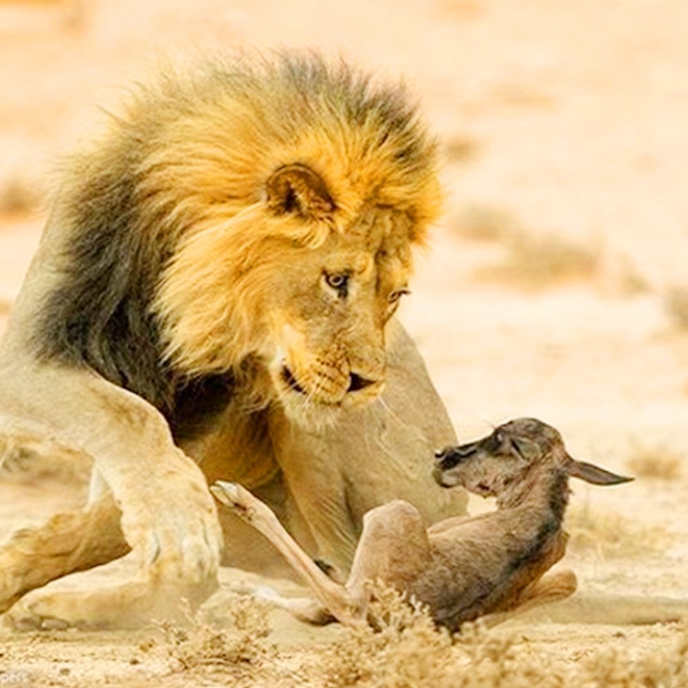 Animals - Shocking the Fashion World: Louis Vuitton Shocks When ...