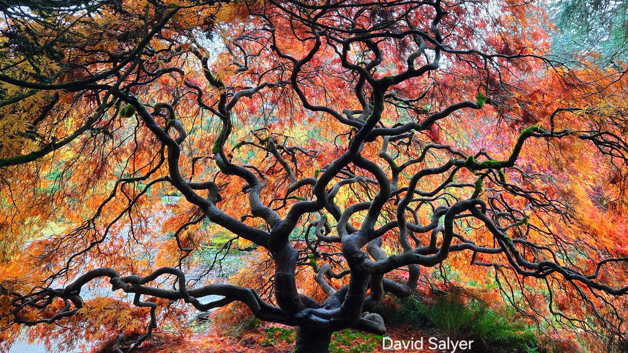 Beautiful tree at the Kubota Garden.