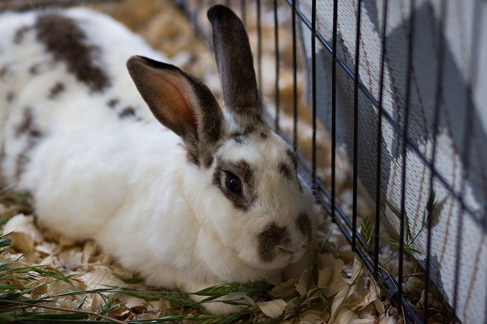 WORLD CLASS WABBITS - Home