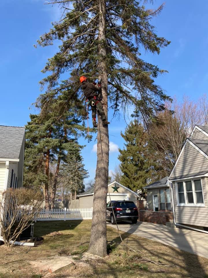 Concord Tree Service | Midland MI