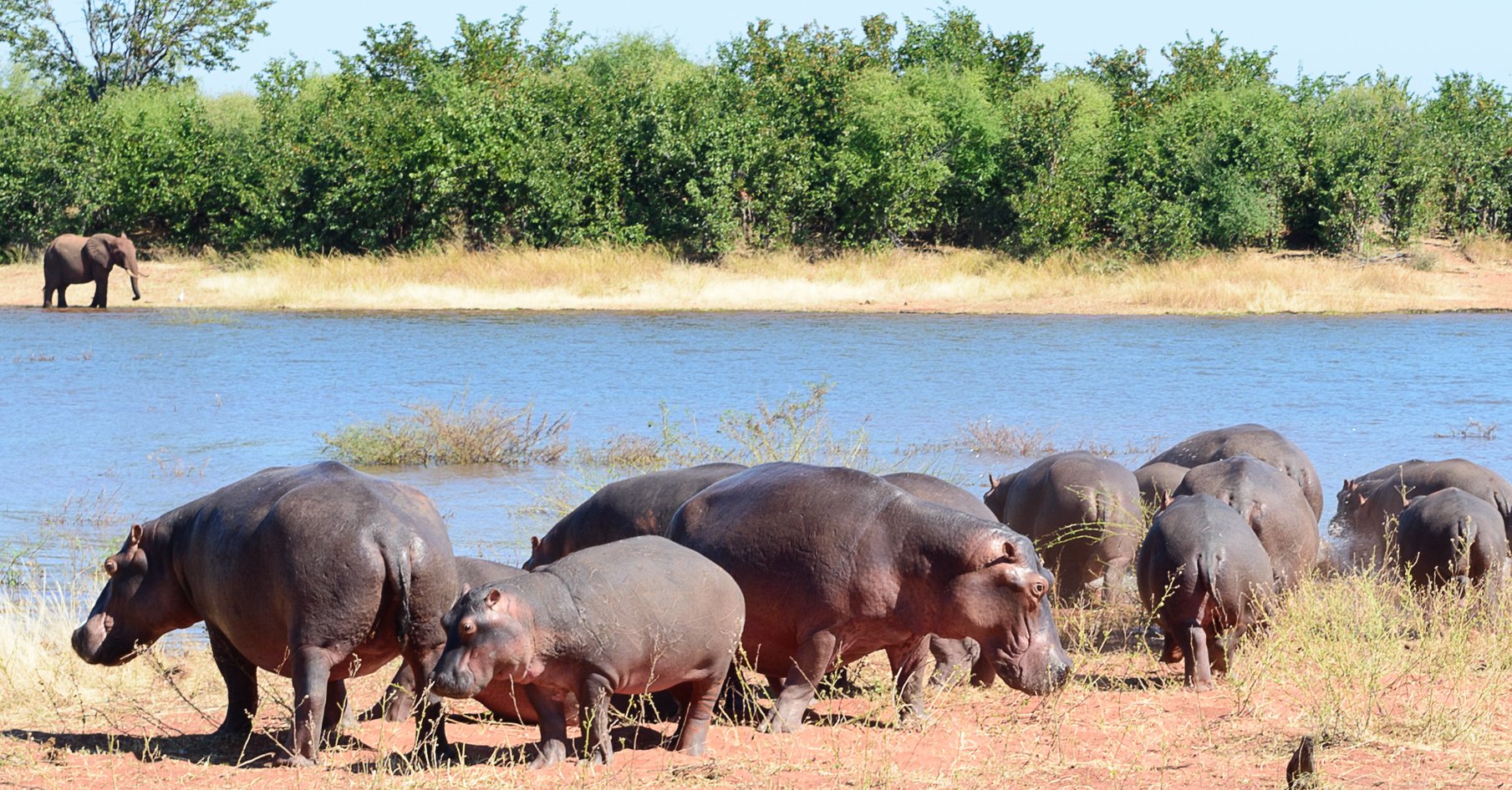Pablo Escobar S Bloat Of Hippos Perry Ponders