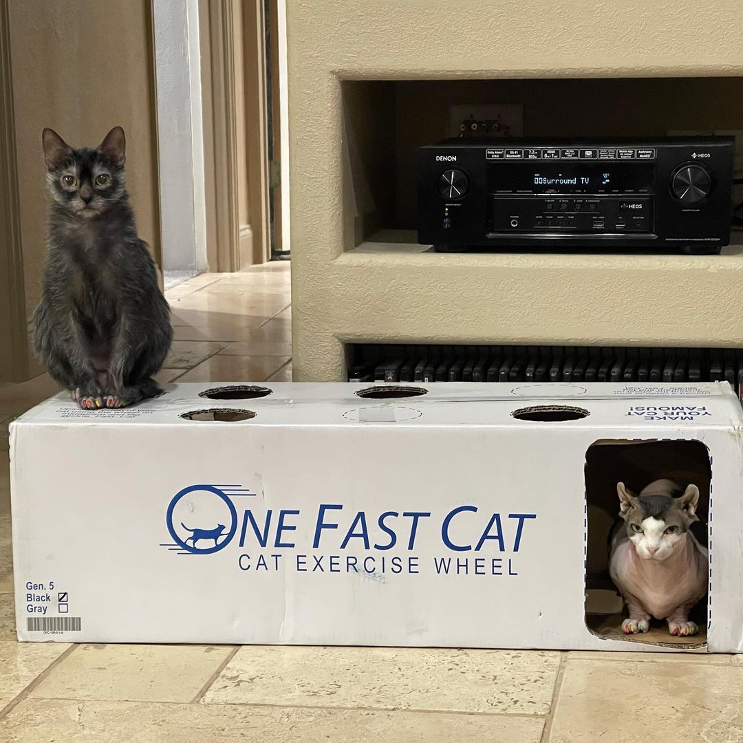 One Fast Cat - Where is our wheel Mom? 😾 📸... | Facebook