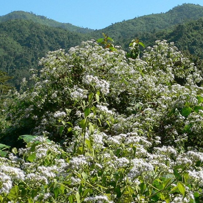See - Pom | Hmong Dictionary