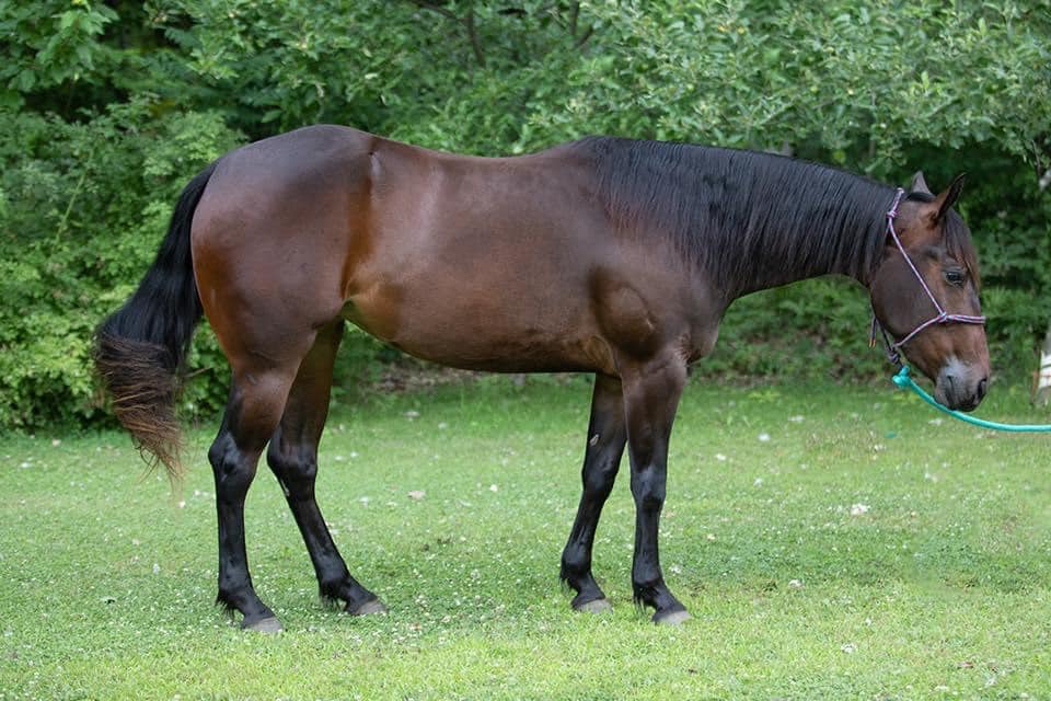 Creekside Ranch - Merlot Please is a 2018 bay mare registered with AQHA ...