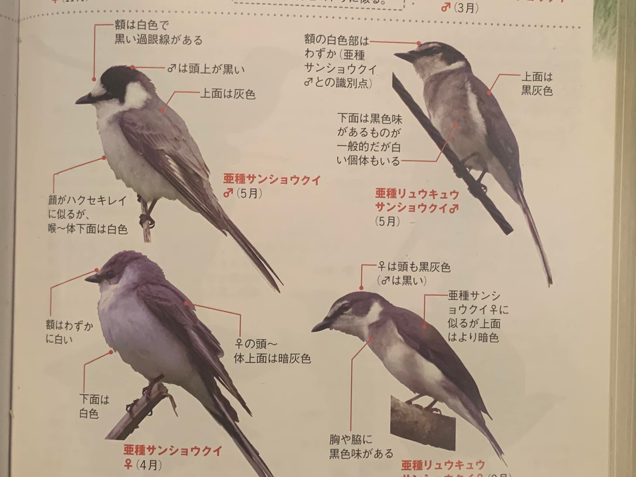 サンショウクイとリュウキュウサンショウクイのメスについて教えて 