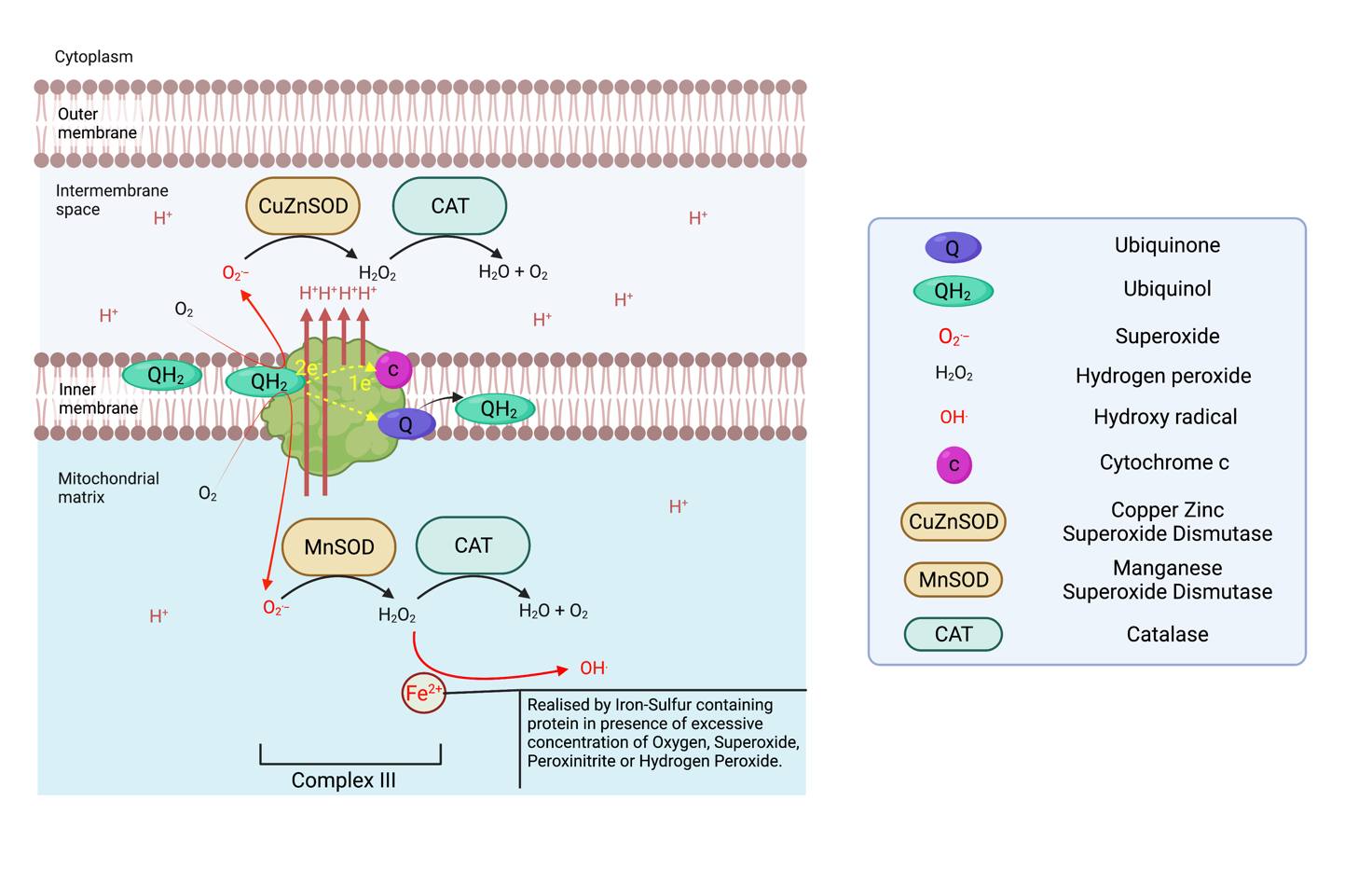 Complex III electron transport mechanism in cellular respiration