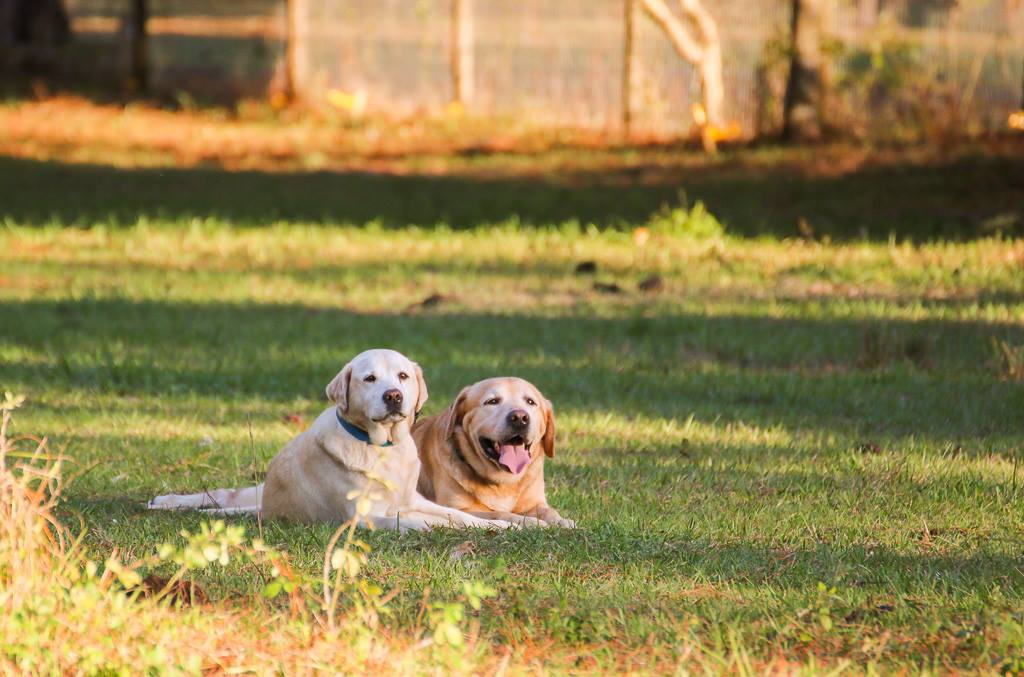 Blue Ribbon Labradors